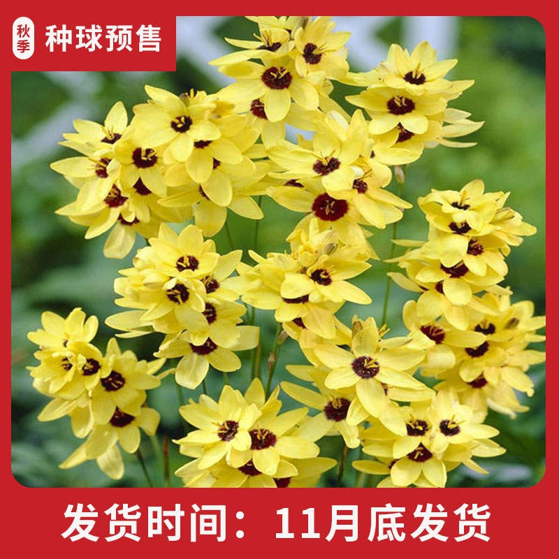 小球根 玉米百合 开花像玉米一样一串串的