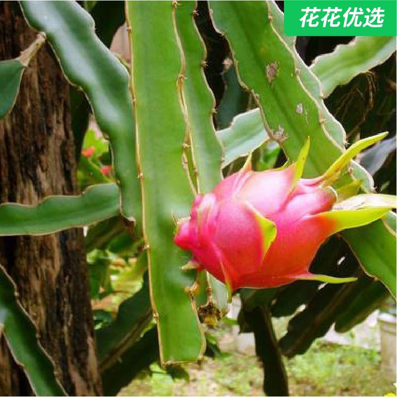 火龙果苗 无根苗 也可作为嫁接砧木