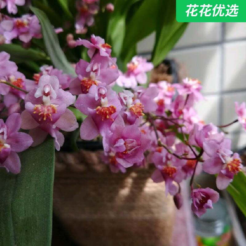 文心兰 花朵犹如彩蝶，还寓意吉祥