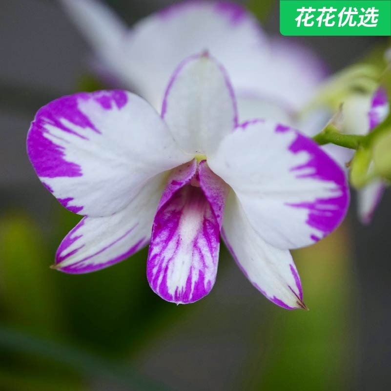 泼墨石斛 开花机器 清新脱俗 3.5寸  带花苞发货