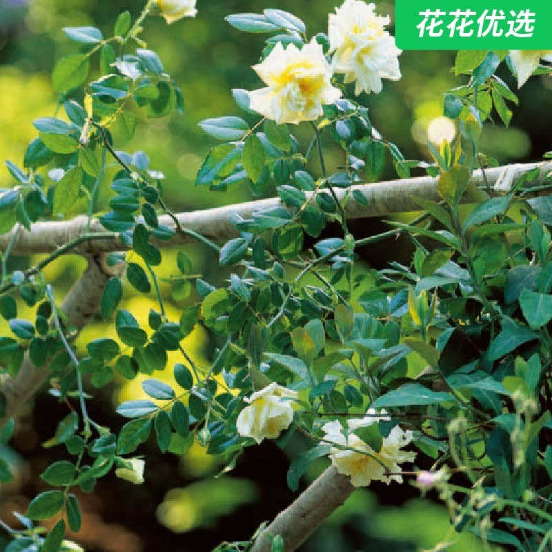 铁线莲与藤蔓植物书籍 轻松园艺 有效执行