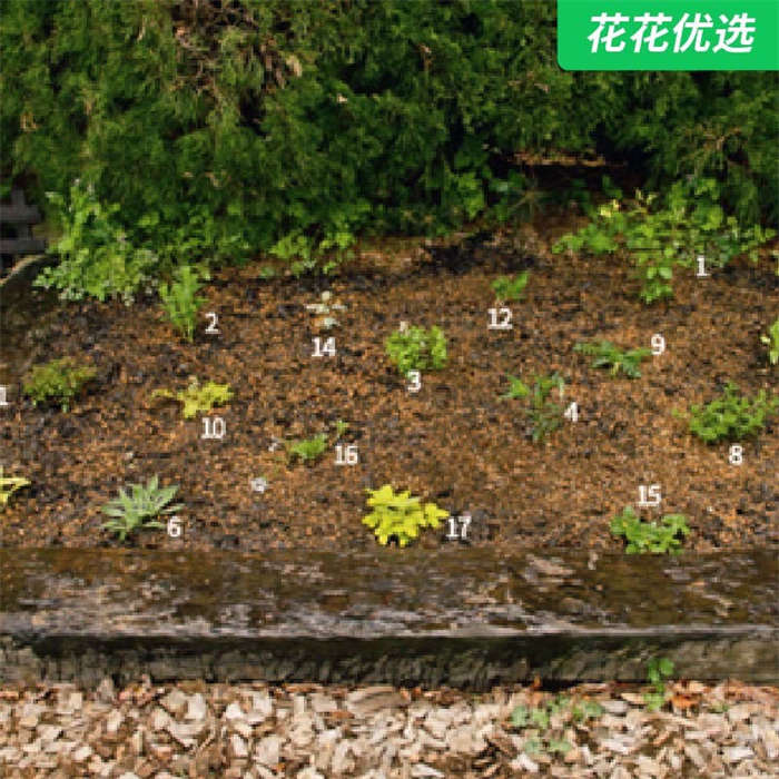 不败的花园书籍&mdash;&mdash;宿根花卉全书