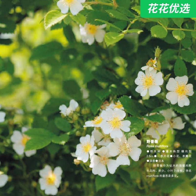 大成功！木村卓功的玫瑰月季栽培手册书籍
