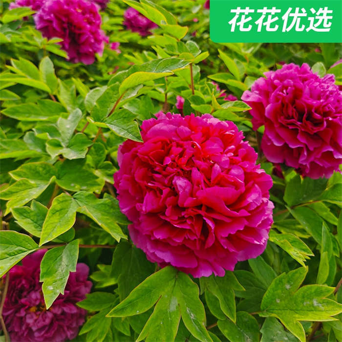 【顺丰发货】菏泽牡丹 五彩缤纷，雍容华贵，花中之王