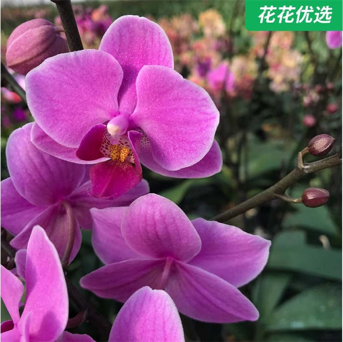 蝴蝶兰 花苞噌噌长，开花一级棒
