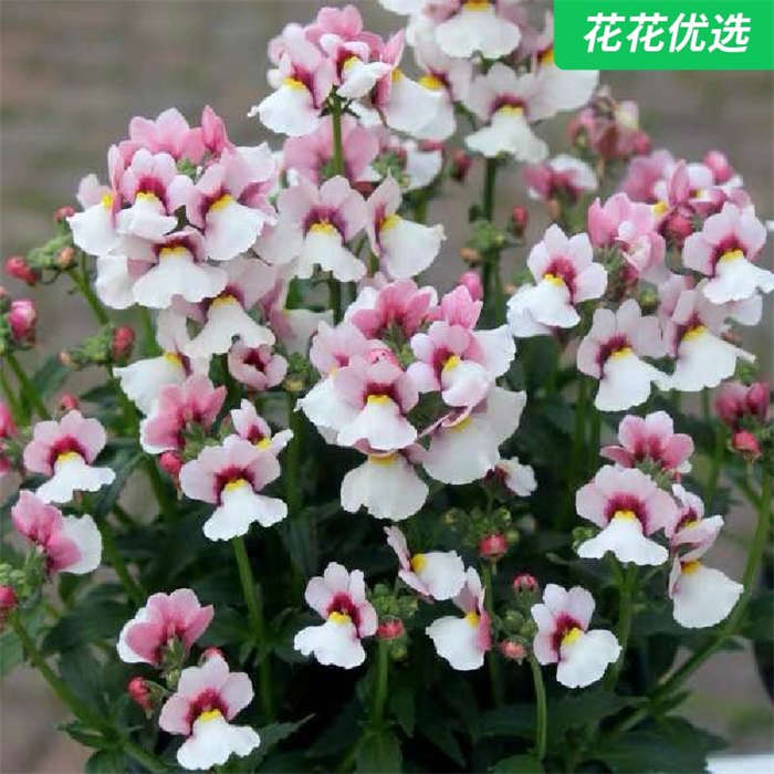 龙面花盆栽 株型优雅好打理 颜色多变