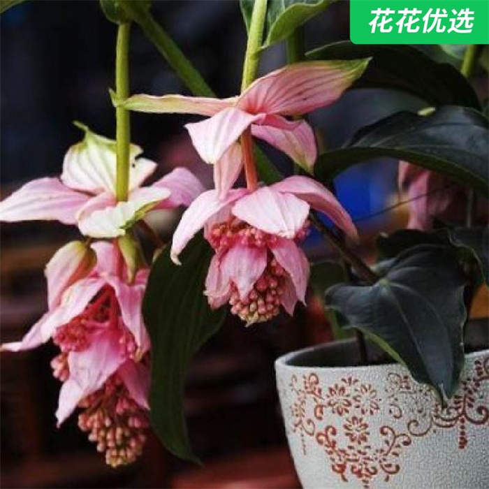 宝莲灯 珠光宝气的盆栽花，在家也能养