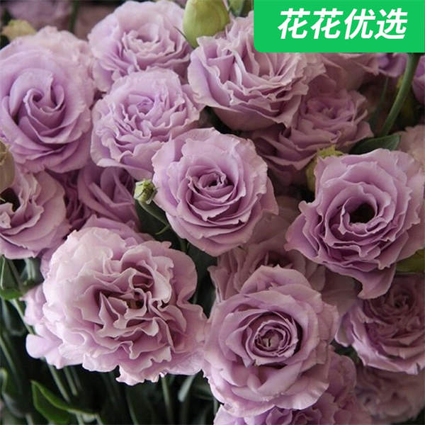 洋桔梗 120# 花色丰富 四季开花