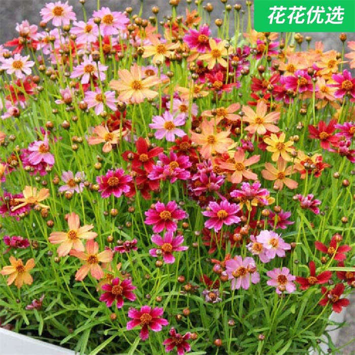 金鸡菊盆栽 放院子里就能长易成活易爆花