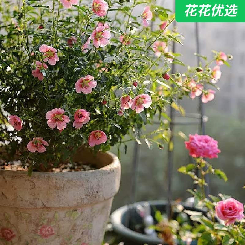 小木槿棒棒糖-小花木槿四季开花易爆盆