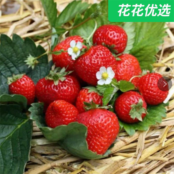 【包邮】多年生草莓  阳台可结果 又多又甜