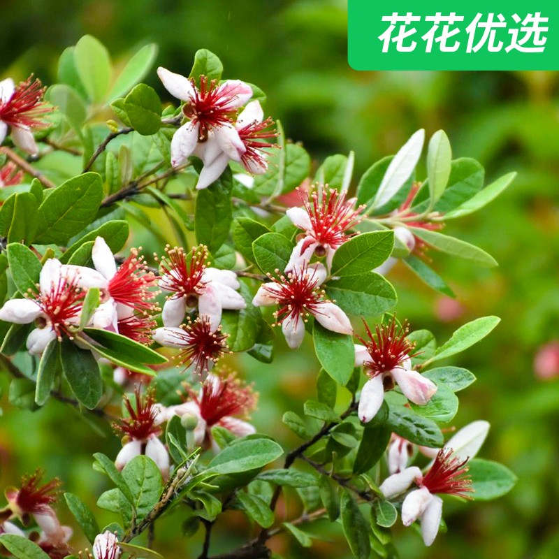 菲油果  绿植果树盆栽  耐寒 常绿斐济果