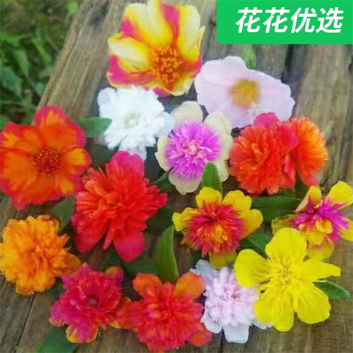 新太阳花10色枝条套餐 穴盘苗套餐