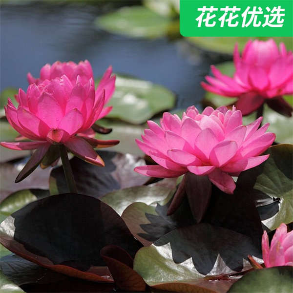 睡莲  睡莲花中的睡美人，养水里就开花