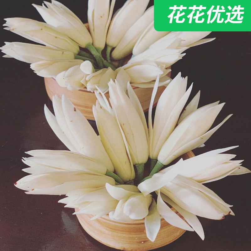 黄白兰花， 花量大， 开花美，高雅美艳，香气十足