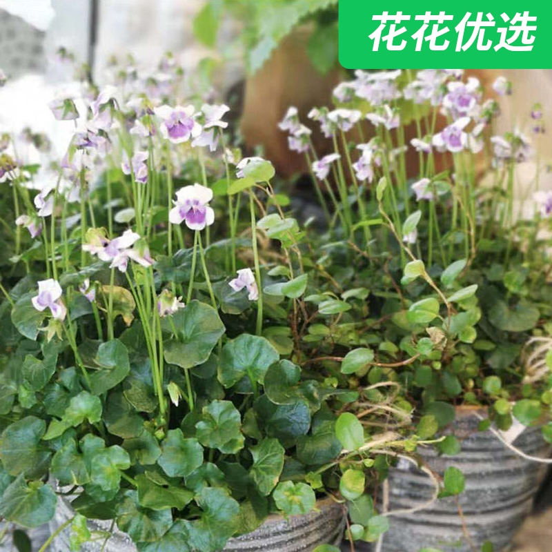 熊猫堇 花园小清新