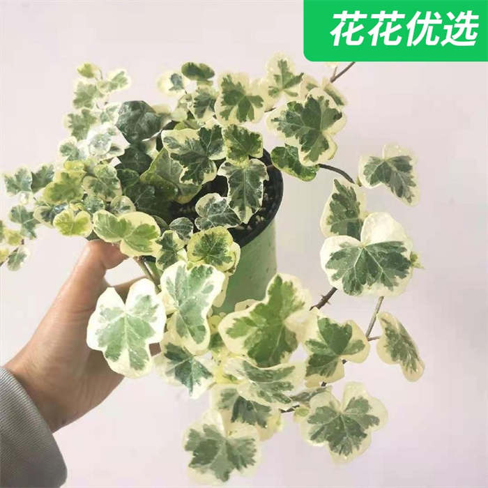 雪莹  日本常春藤  人气网红室内外观叶盆栽 
