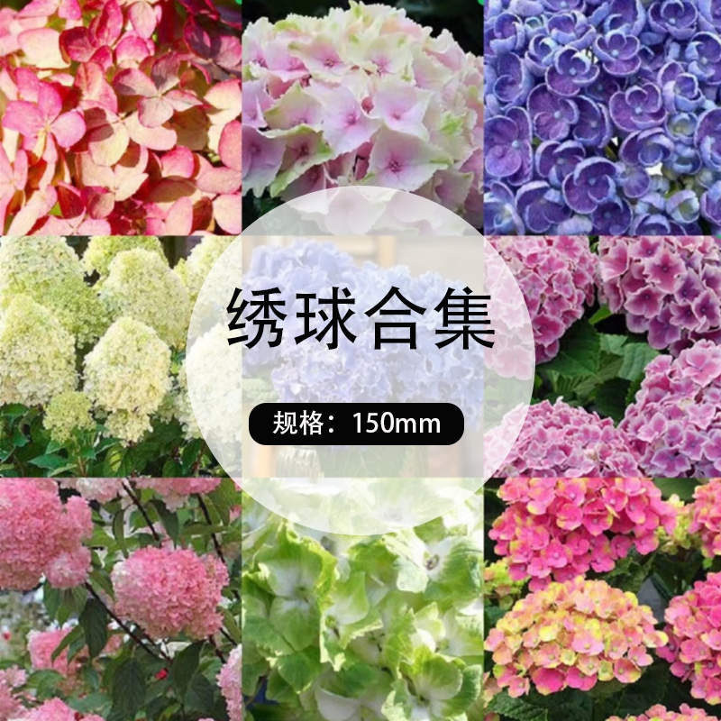 【包邮】精选150mm中型绣球花合集  耐阴也开花 易爆盆