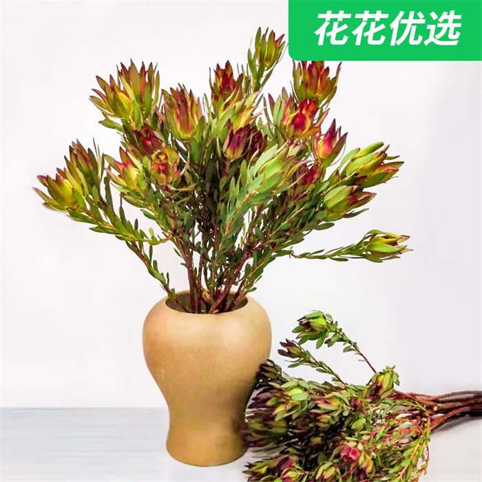 木百合盆栽