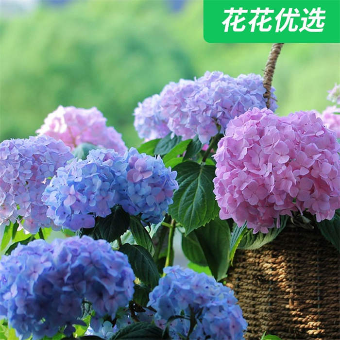 &ldquo;无尽夏&rdquo;绣球  1加仑 新枝老枝都开花，玫红妈妈、大西洋绣球