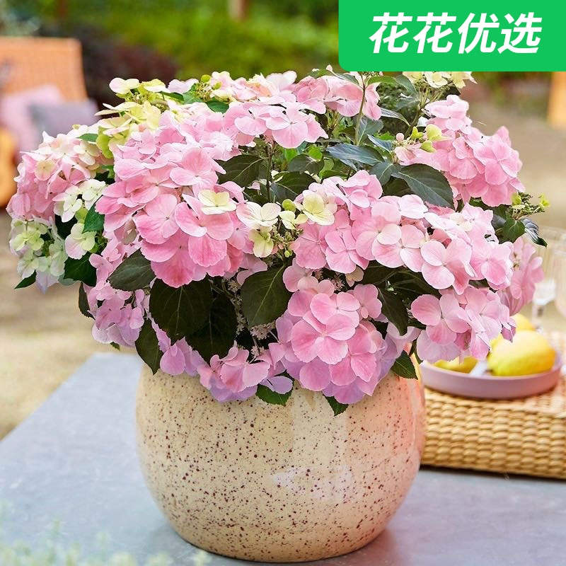 网红品种粉色落跑新娘绣球  花量超大  颜值高