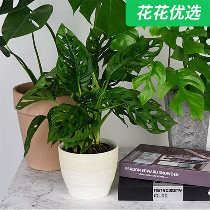 仙洞龟背竹 耐半阴 长藤 四季常绿