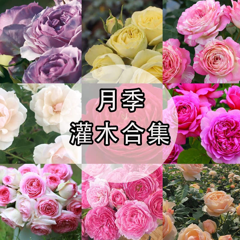 藤灌木月季合集 直立型好，花色艳丽