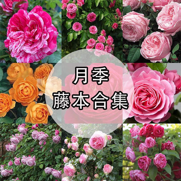 月季藤本合集 花架花墙必备花材