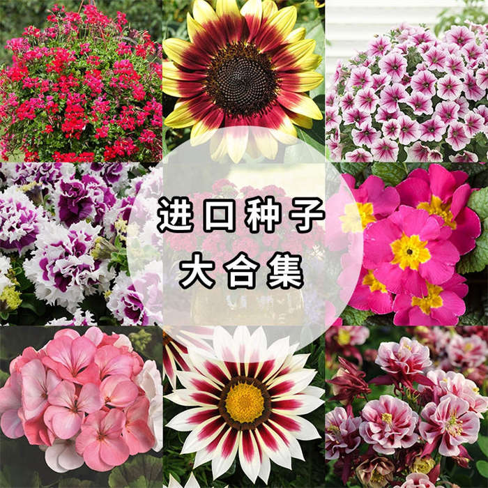 超值草花种子大合集