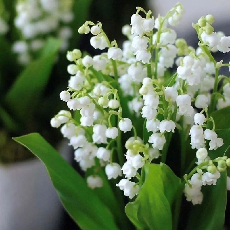 铃兰球根 耐寒花卉   花朵串串开不停
