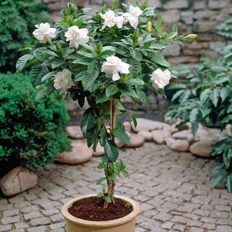 【顺丰发货】栀子花棒棒糖  花色洁白 芳香素雅