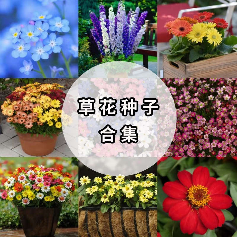 进口草花种子合集3  金鱼草、波斯菊、香雪球、虞美人、迷迭香、虎耳草、勿忘我、福禄考