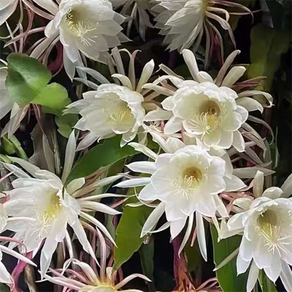 昙花盆栽  昙花一现 美在瞬间 开花美丽惊艳 140#