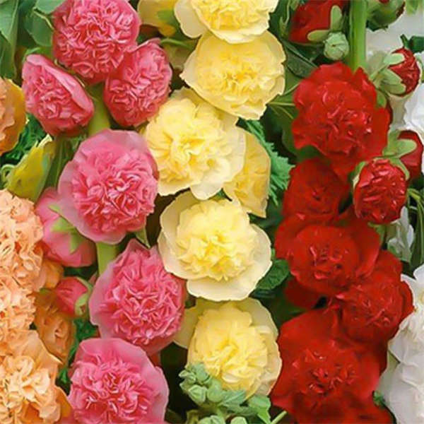 重瓣蜀葵种子  多年生宿根花园庭院  花卉花籽