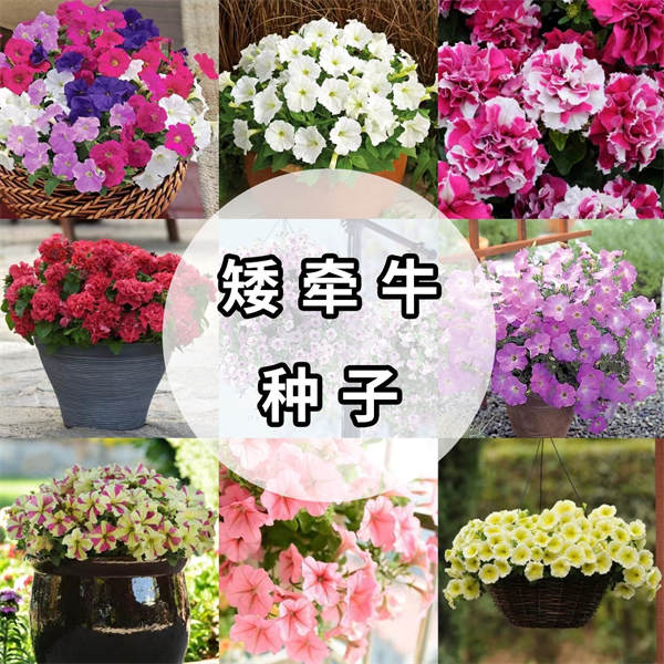 矮牵牛种子合集