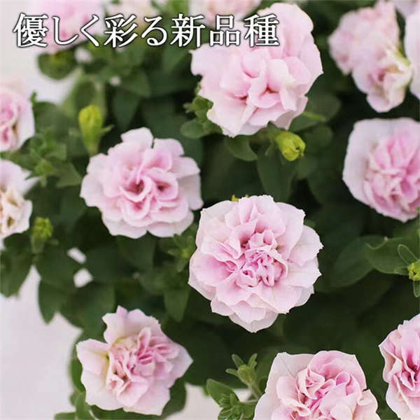 矮牵牛 好养易活 四季开花