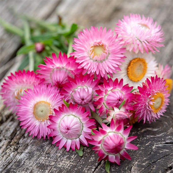 麦秆菊  带花苞发货，好养、爱开花，庭院阳台都能养