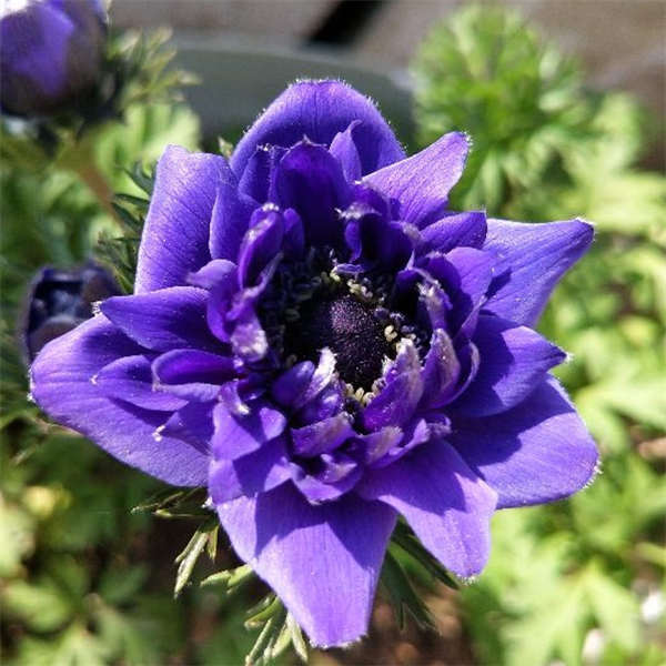 银莲花 冬春开花 颜色鲜艳 耐寒耐冻 多年生 可繁殖