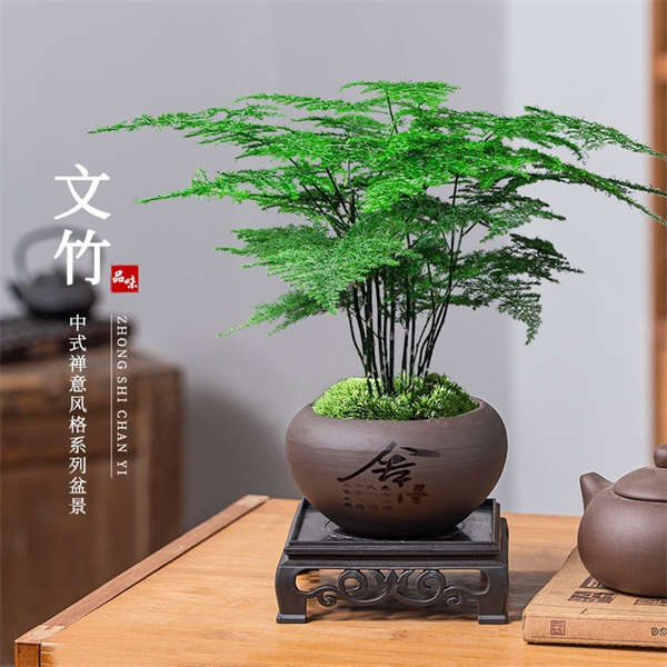 高端文竹盆栽植物办公室中式花卉盆栽造景小盆栽绿植
