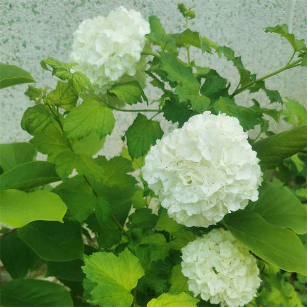 欧洲木绣球玫瑰 2加仑 花卉阳台庭院地栽 树苗耐热耐寒