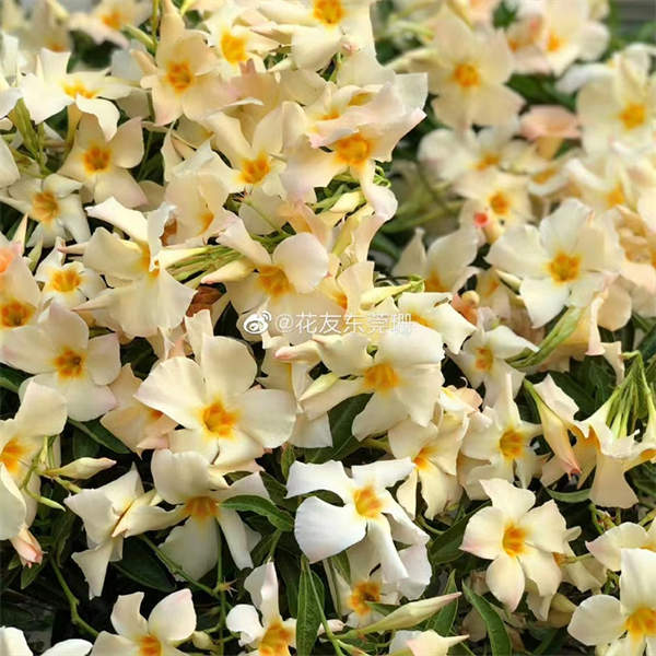 飘香藤盆栽花苗 0.5加仑 庭院花园 爬藤花卉 攀援植物