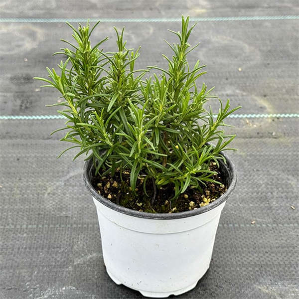 迷迭香盆栽 新鲜可食用 室内绿植花卉