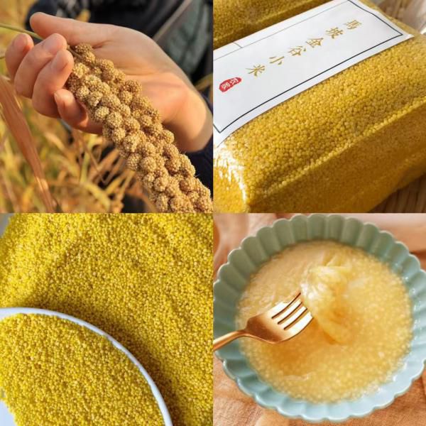 马坡金谷小米｜四大名米，五谷之首！养胃健脾、明目补身、调节睡眠、促消化！中国地理标志产品&ldquo;谷中黄金&rdquo;&ldquo;代参汤&rdquo;