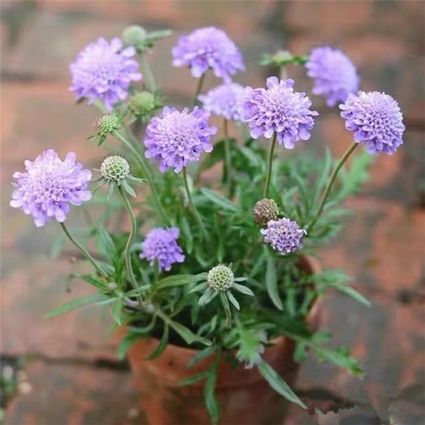 矮杆蓝盆花