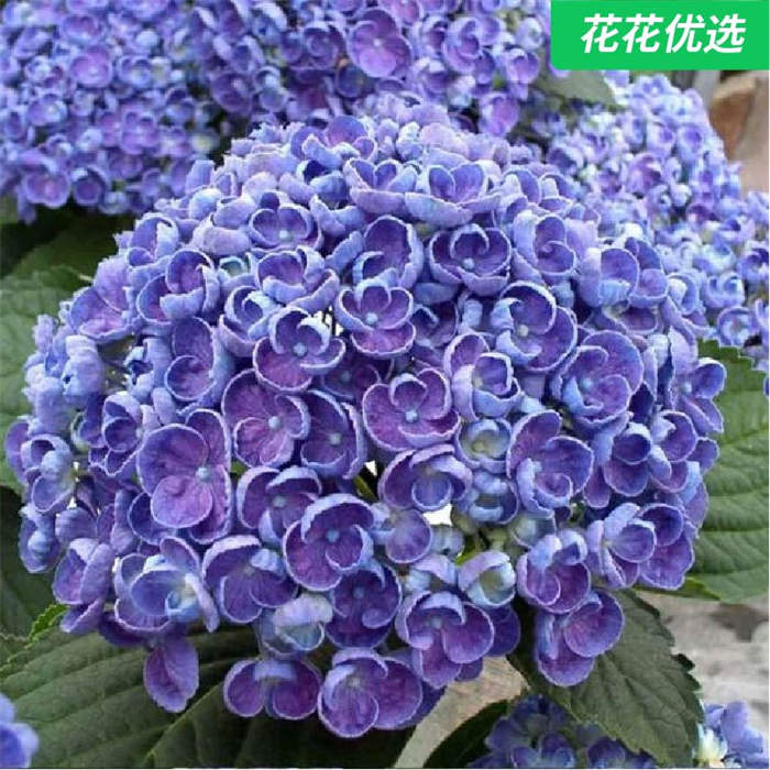 爆米花绣球 庭院必备 当年开花