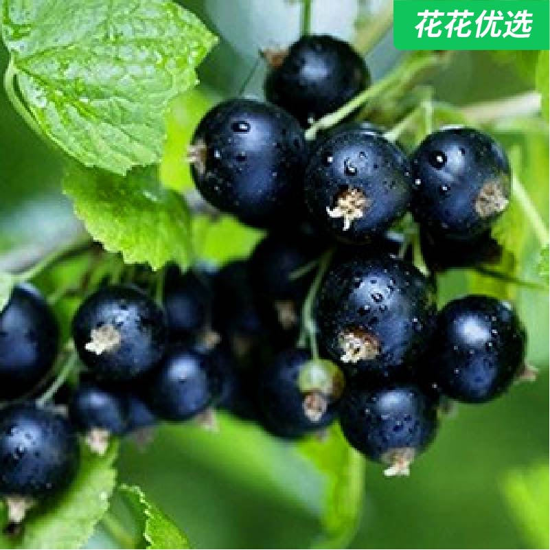 黑加仑树苗 丰产味酸甜 两年苗带盆发货