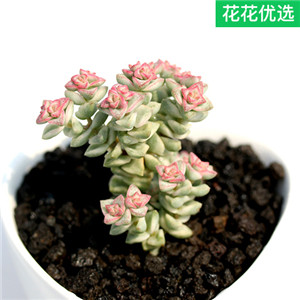 彩色蜡笔小米星钱串多肉植物
