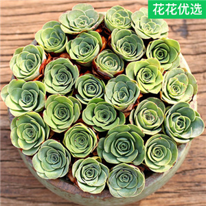 山地玫瑰多肉植物鸡蛋酒窝玫瑰多肉