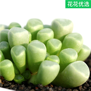 五十铃玉多肉植物盆栽大群生