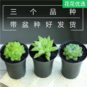 姬玉露寿多肉植物组合盆栽新手套餐